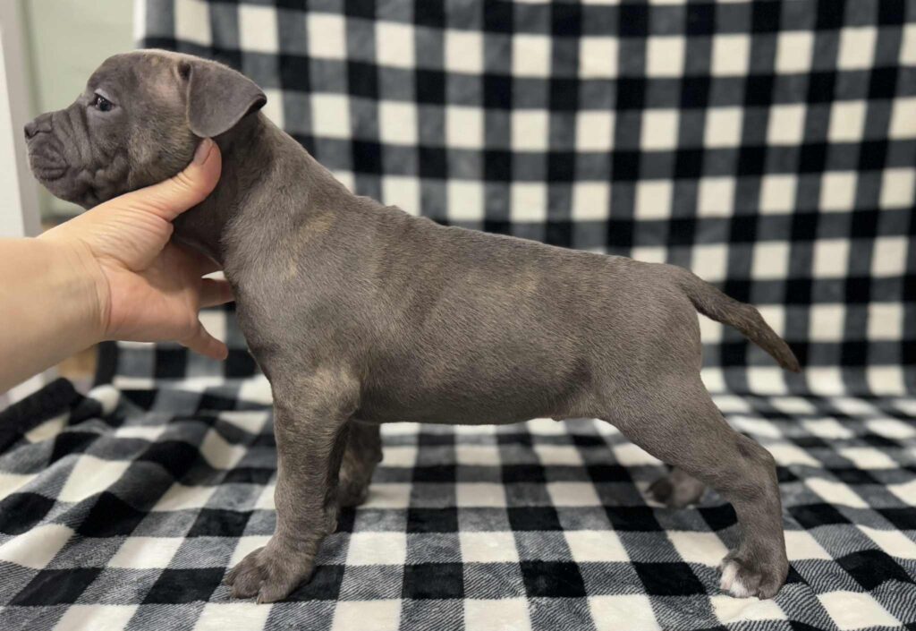 american pit bull terrier puppies for sale in the usa