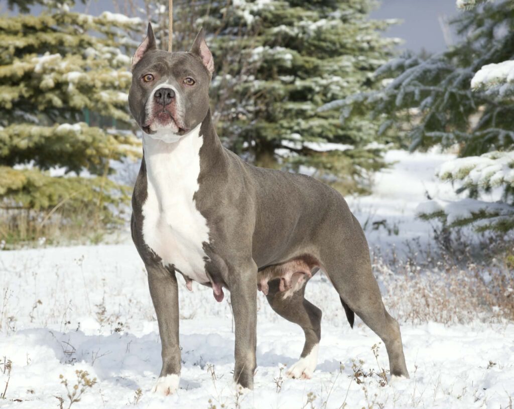 grand champion blue nose pit bull