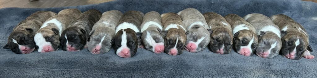 american pit bull terrier puppies for sale in the usa
