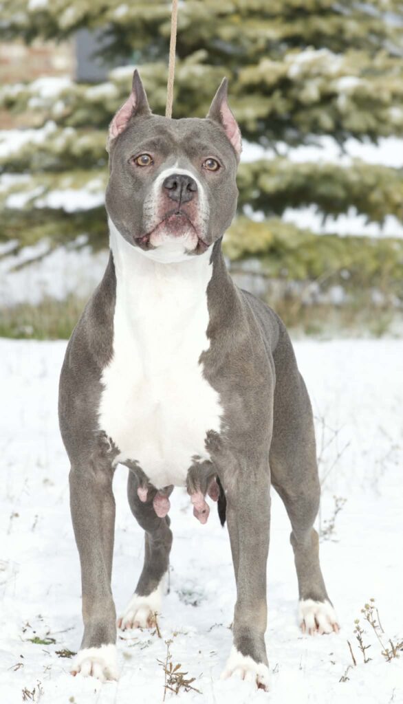 grand champion blue nose pit bull