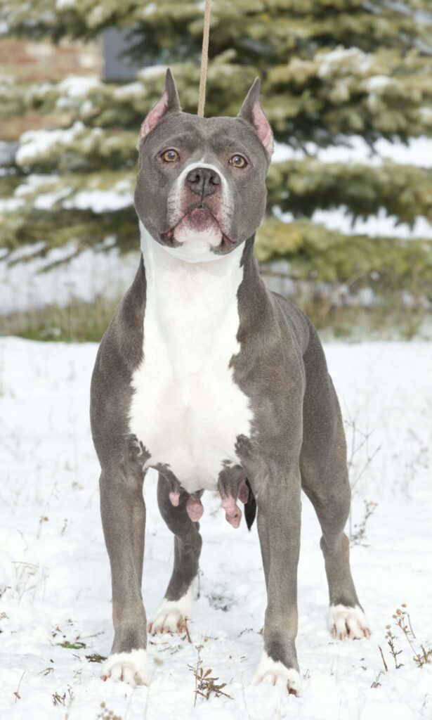 grand champion blue nose pit bull