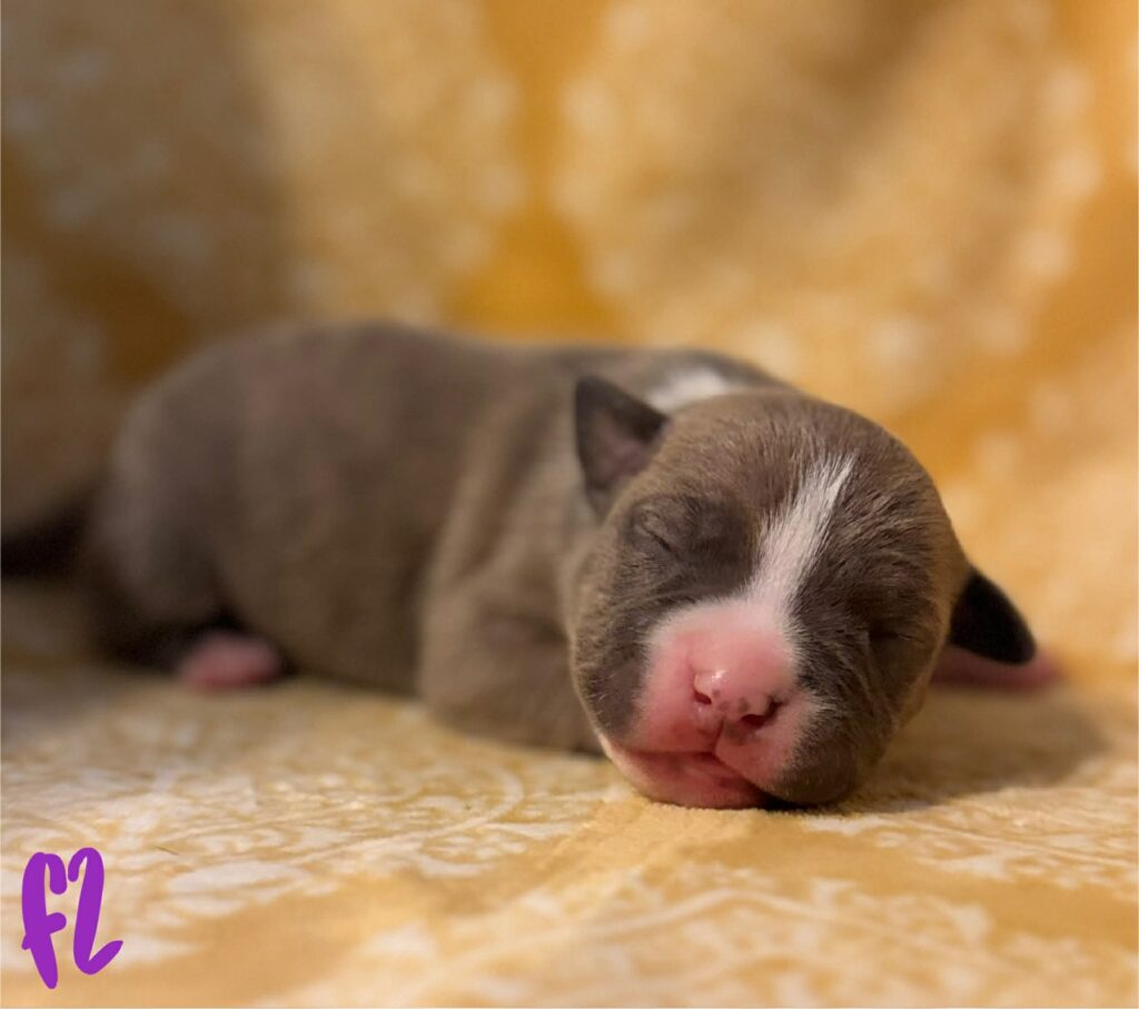 american pit bull terrier puppies for sale in the usa