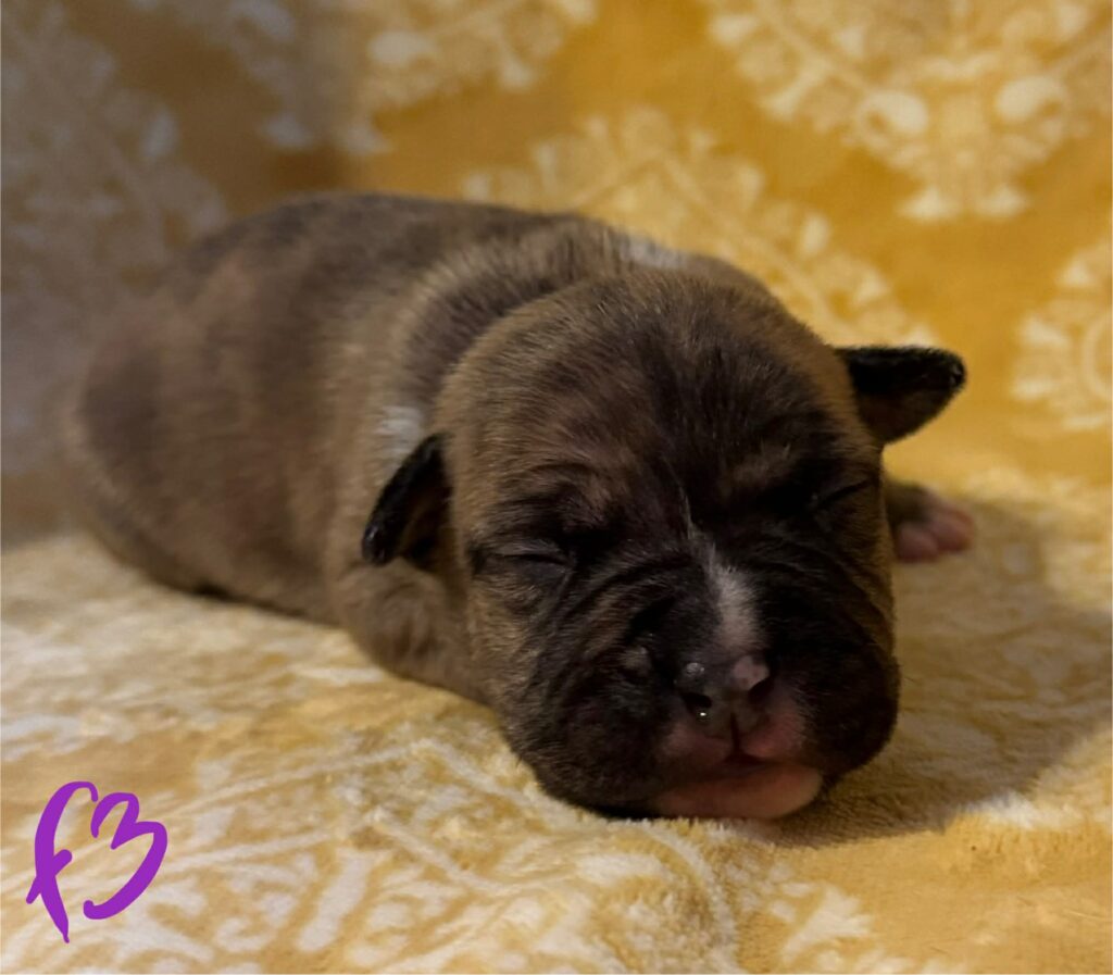 american pit bull terrier puppies for sale in the usa