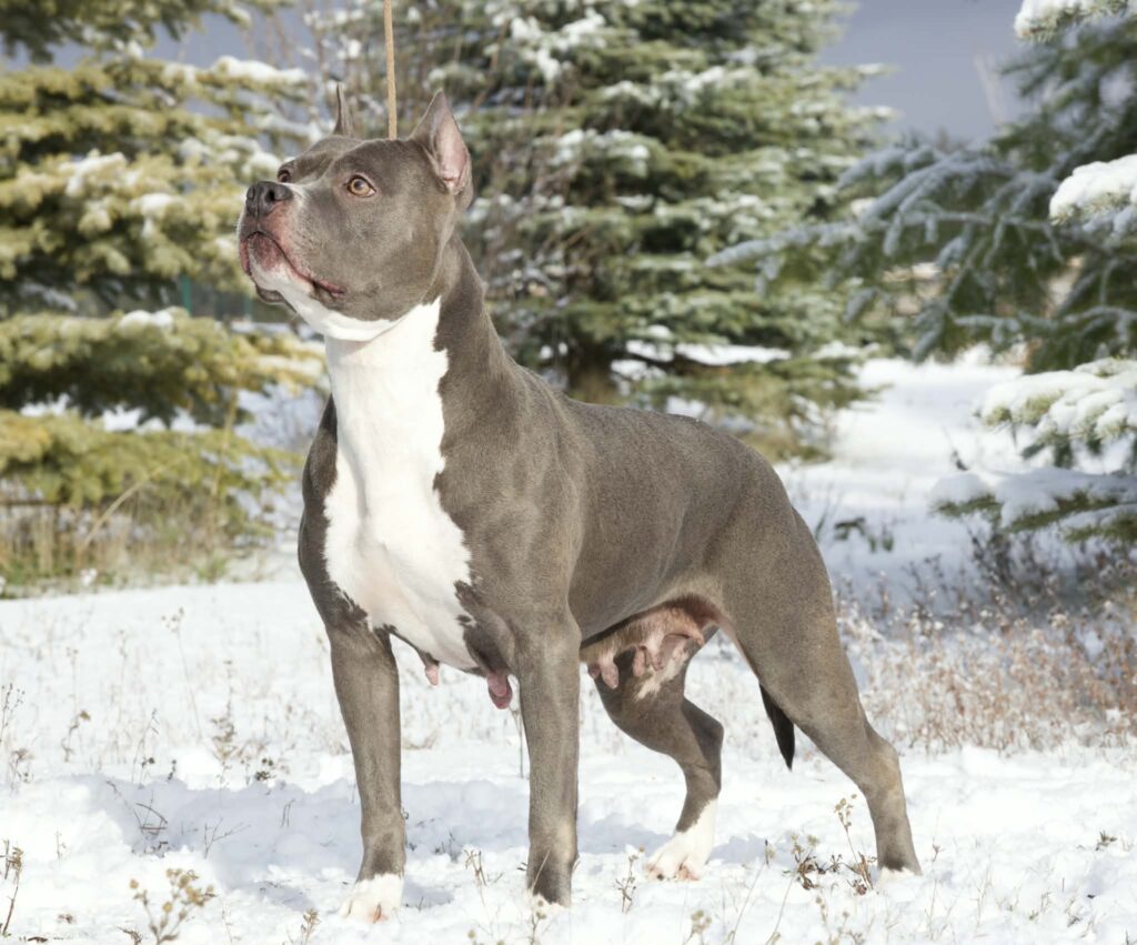 grand champion blue nose pit bull