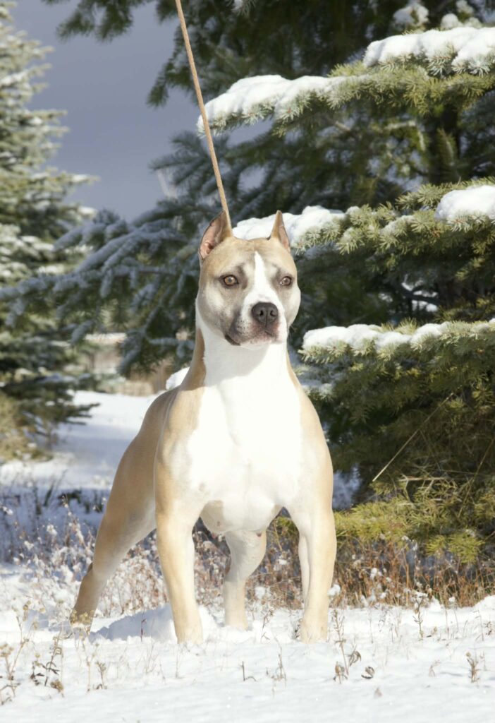 best pit bull breeder