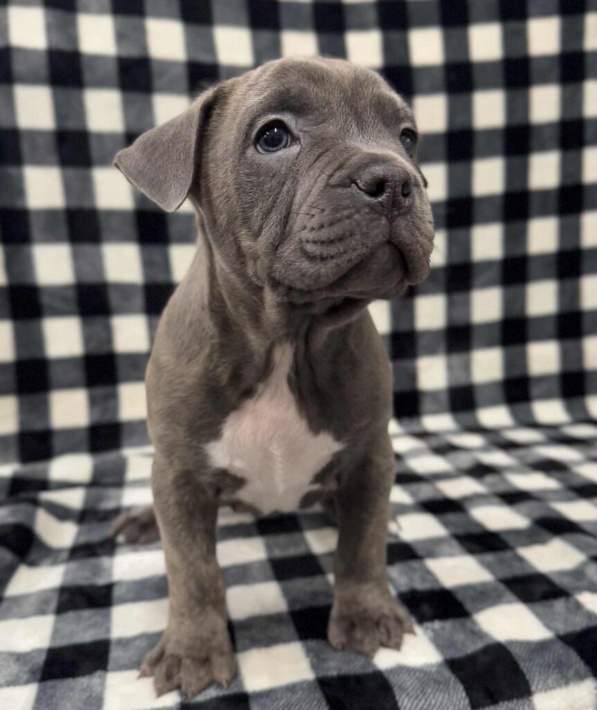 american pit bull terrier puppies for sale in the usa