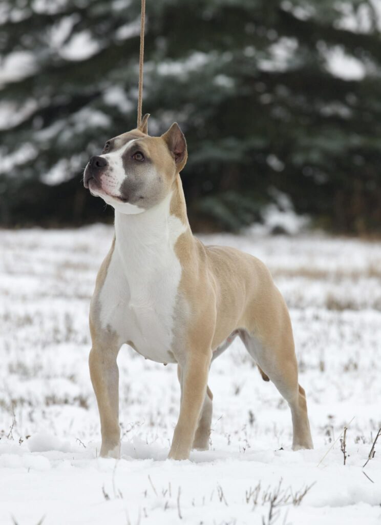 best pit bull breeder