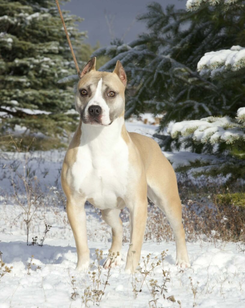 top rated american pit bull terrier breeder