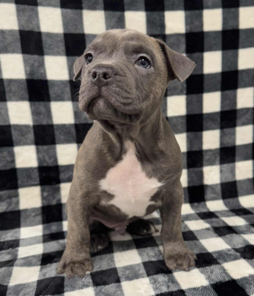 american pit bull terrier puppies for sale in the usa