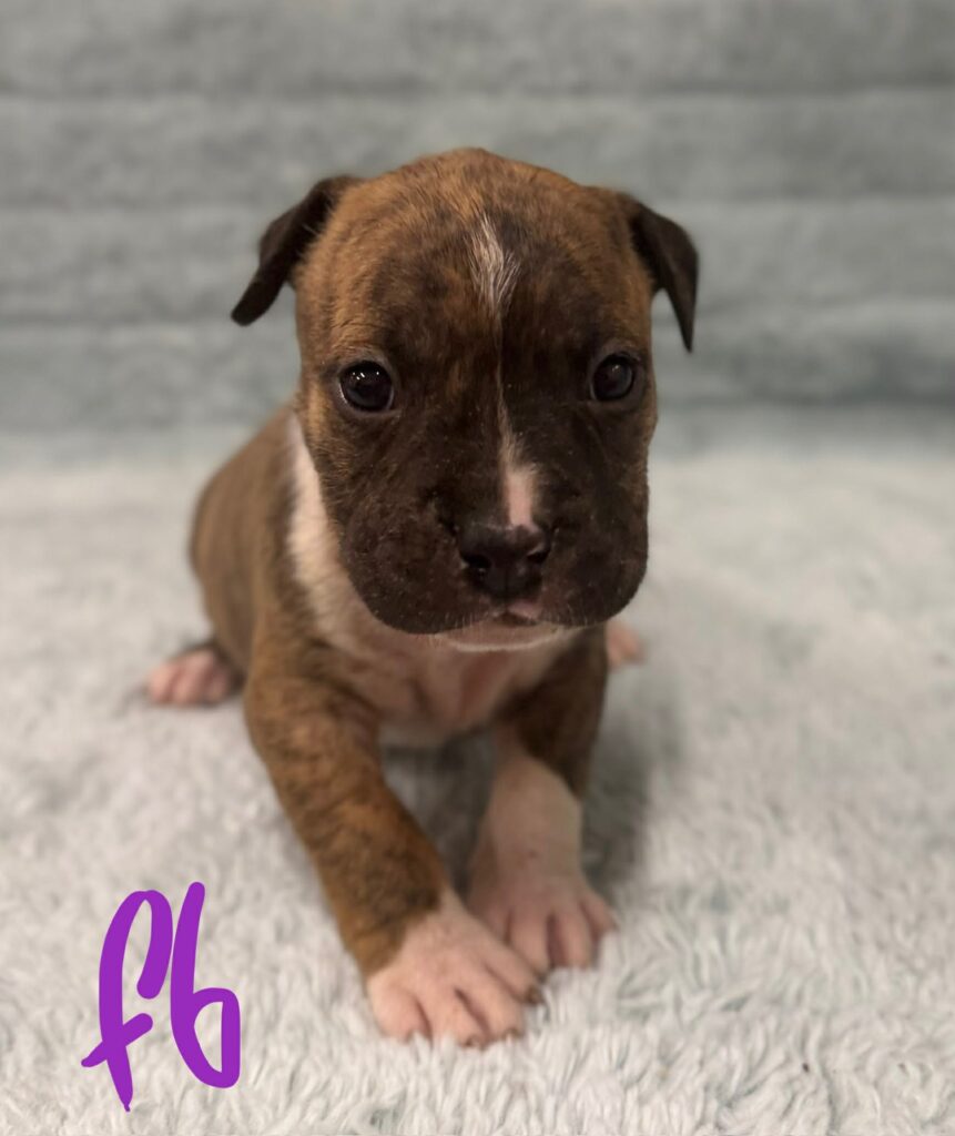 best pit bull breeder