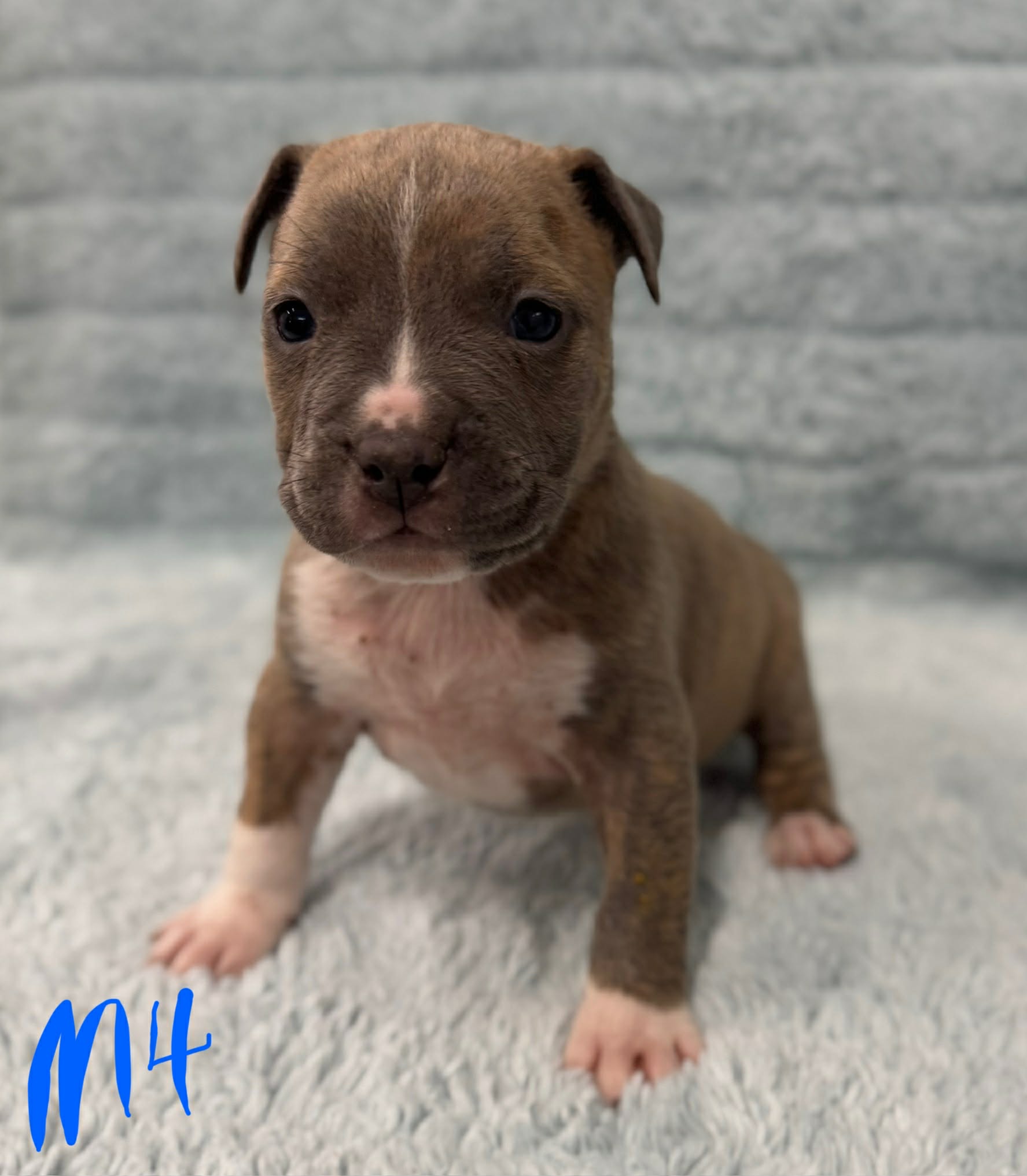 Pit Bull Puppy Pictures: Enjoy These Pups' Irresistible Charm | LoveToKnow  Pets, image size:1775x2033