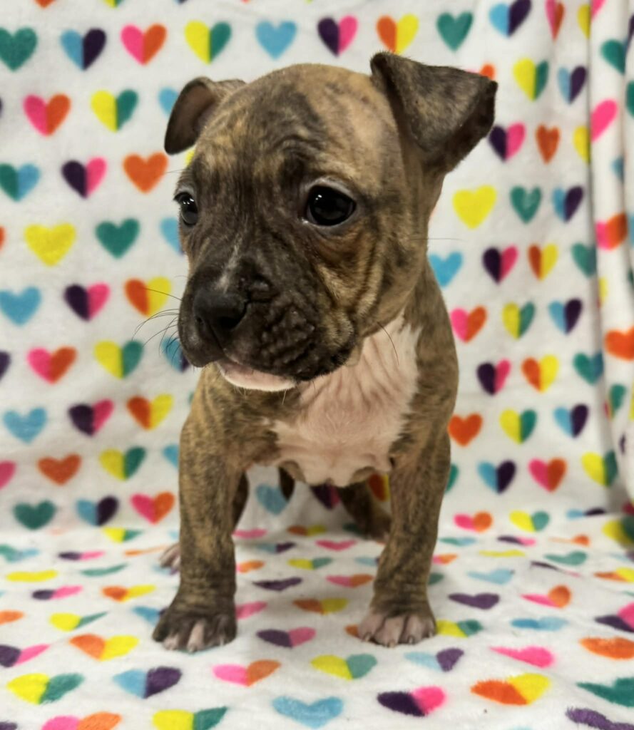 best pit bull breeder