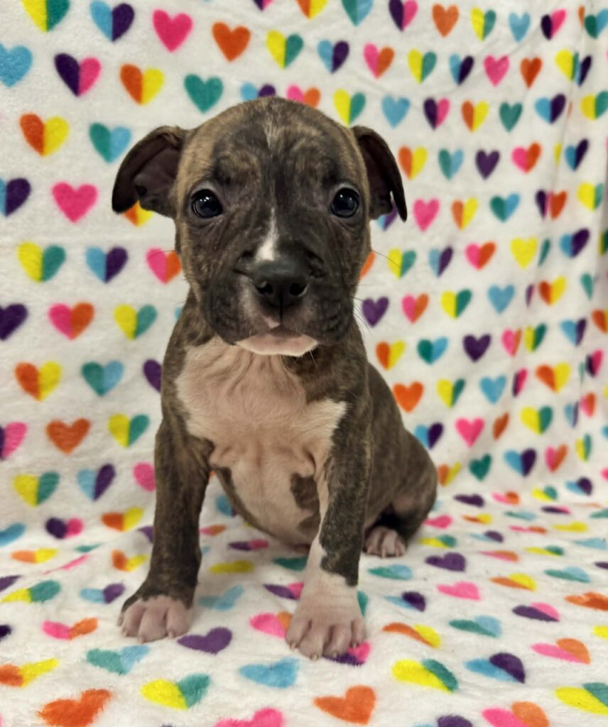 best pit bull breeder