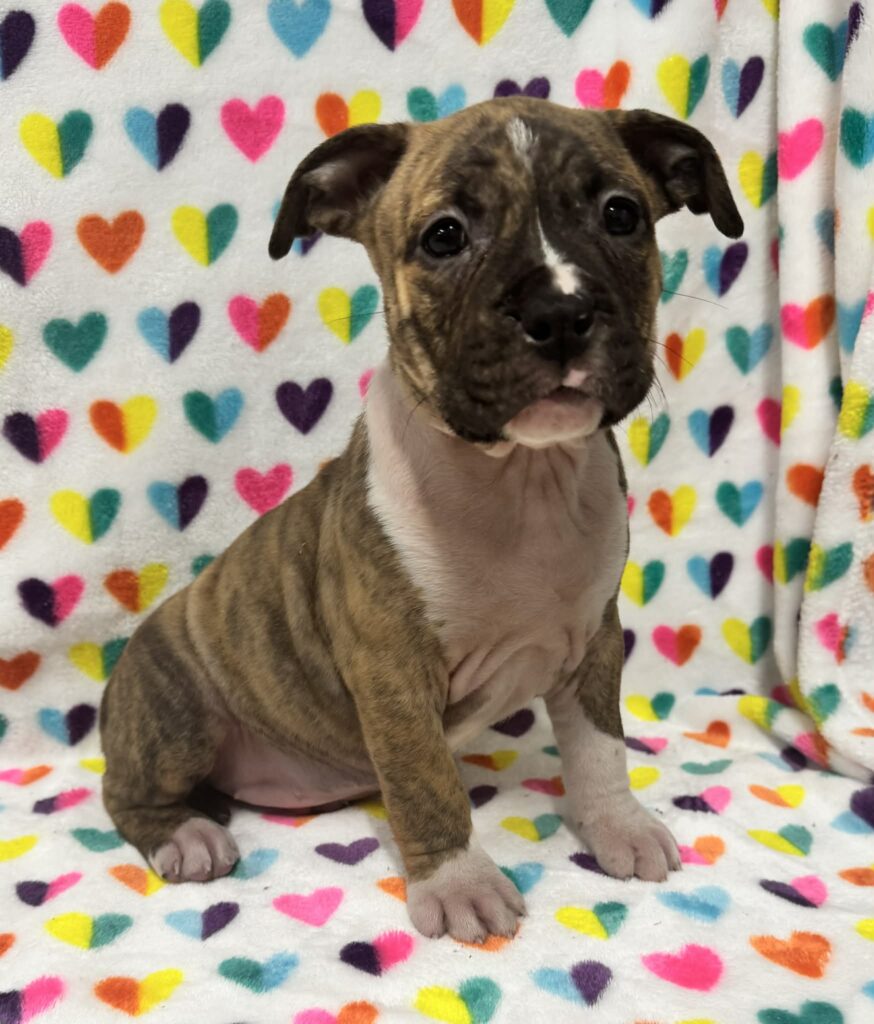 best pit bull breeder