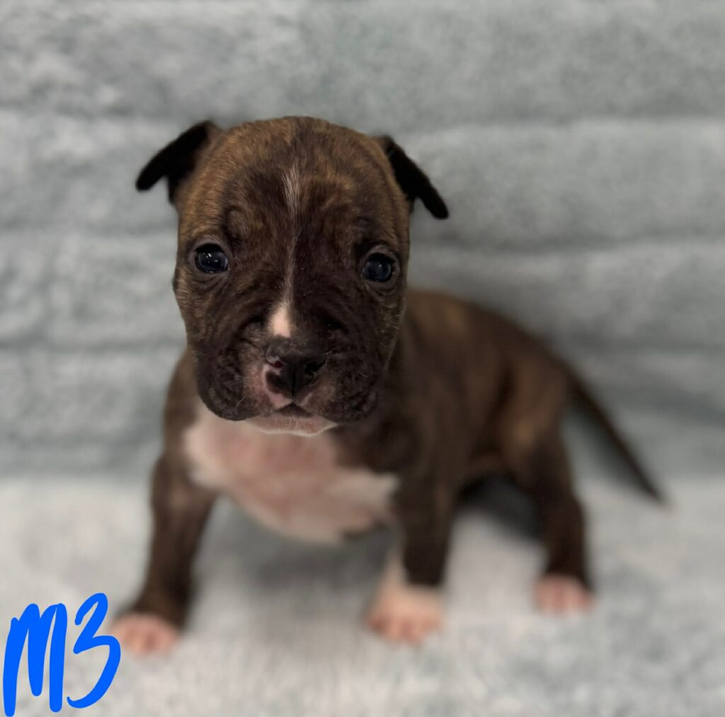 best pit bull breeder