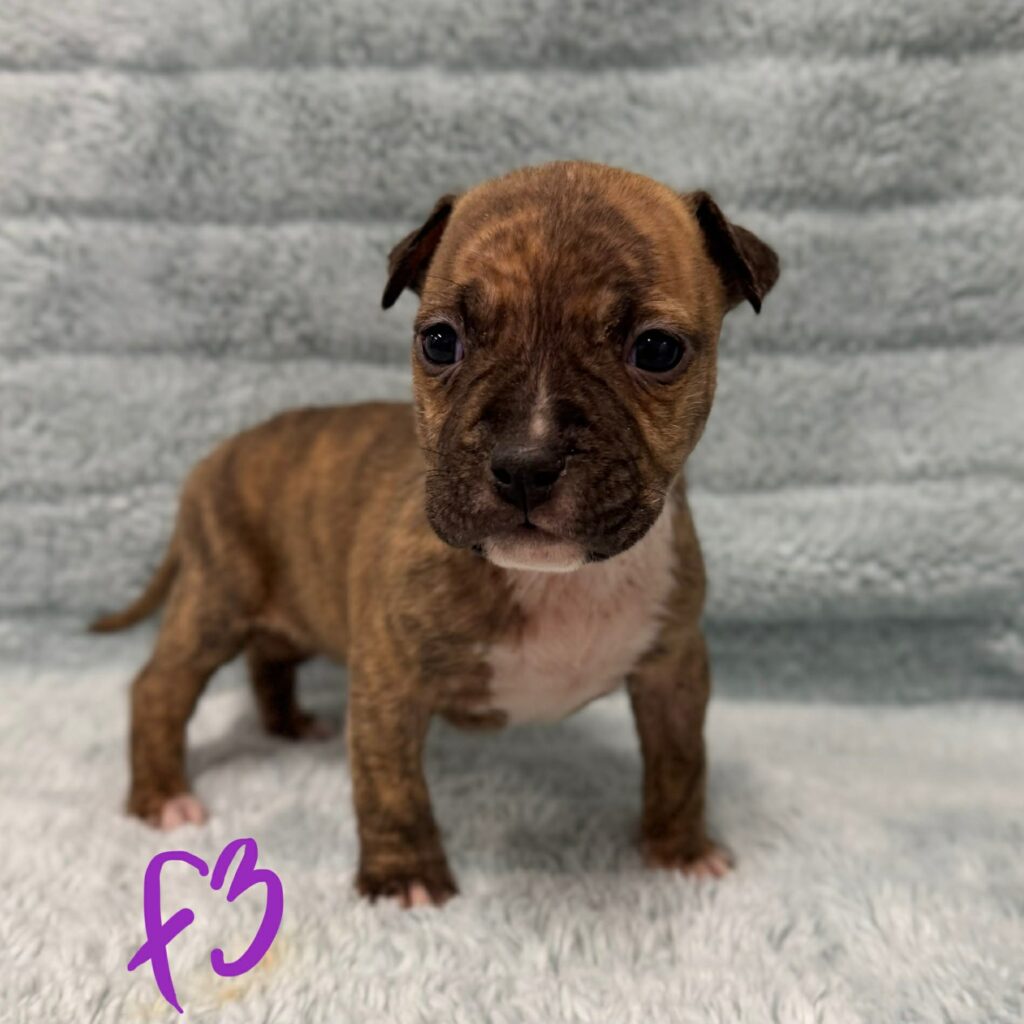 best pit bull breeder