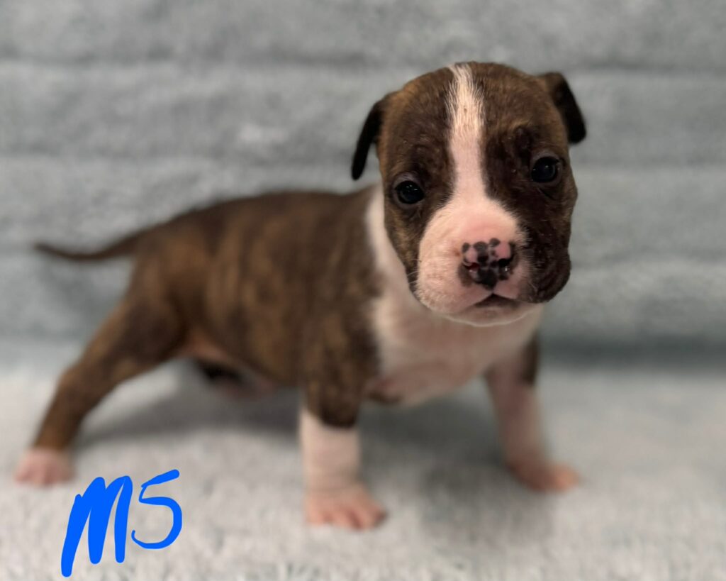 best pit bull breeder