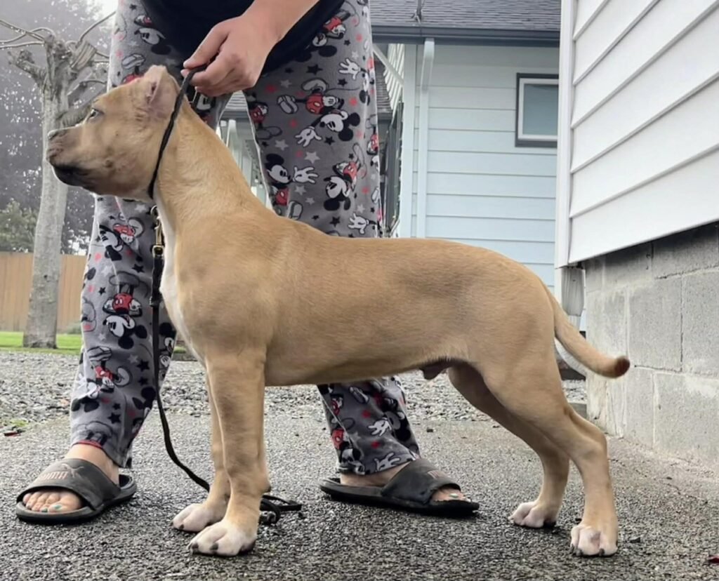 number one american pit bull terrier breeder in the USA