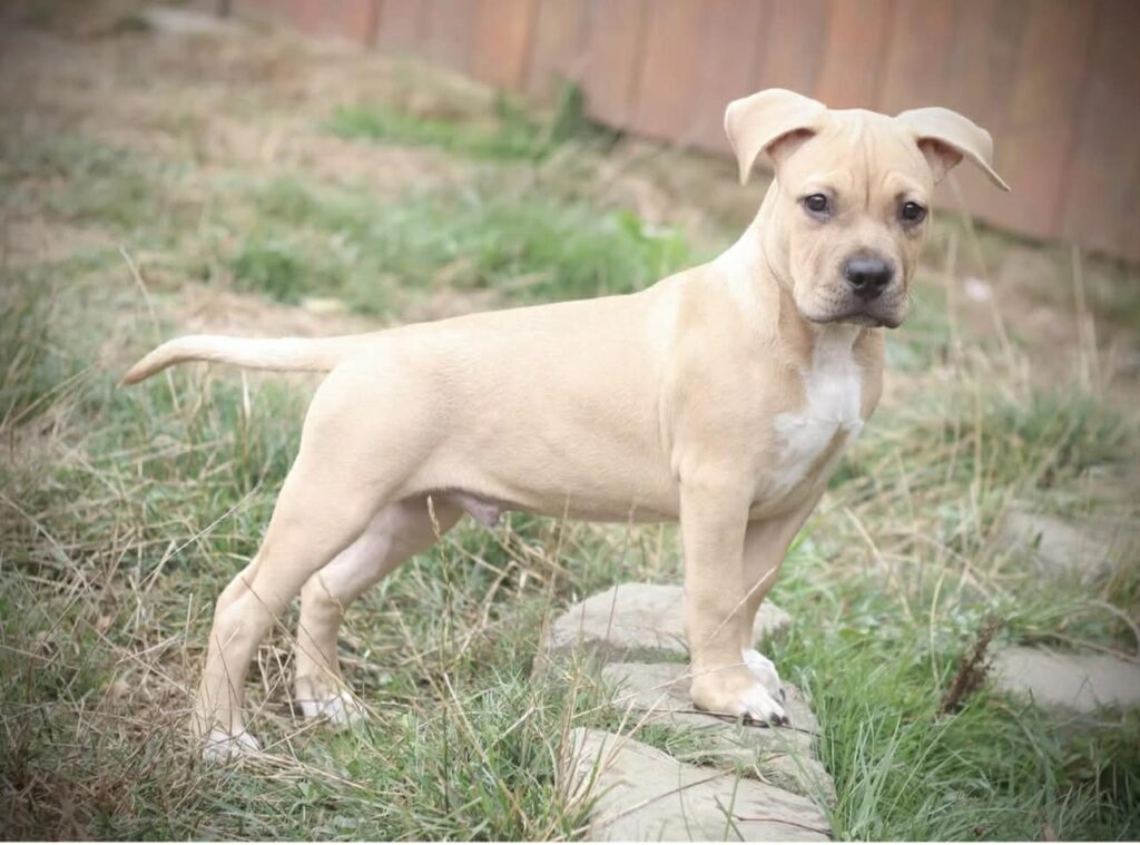 Best pit bull breeder in the usa