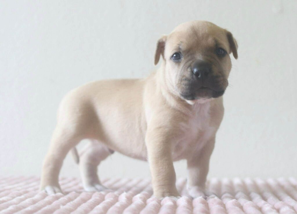 top rated american pit bull terrier breeder