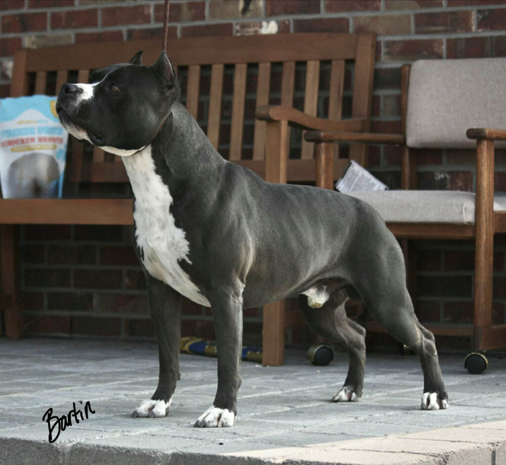 Best pit bull breeder in the usa