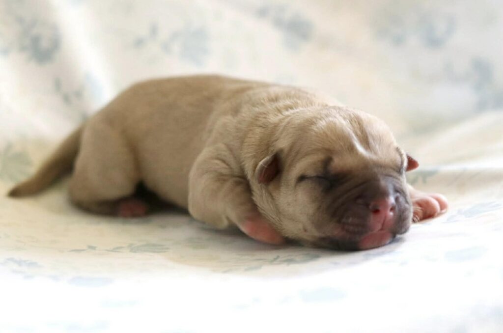 world famous pitbull breeder