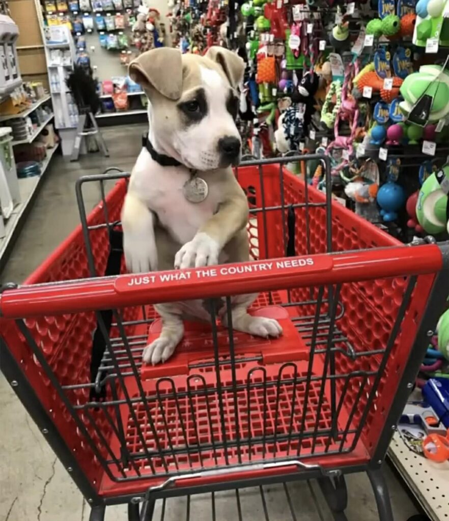 Best pit bull breeder in the usa