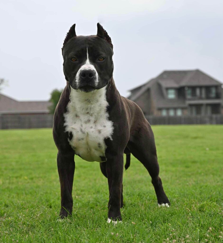 Best pit bull breeder in the usa