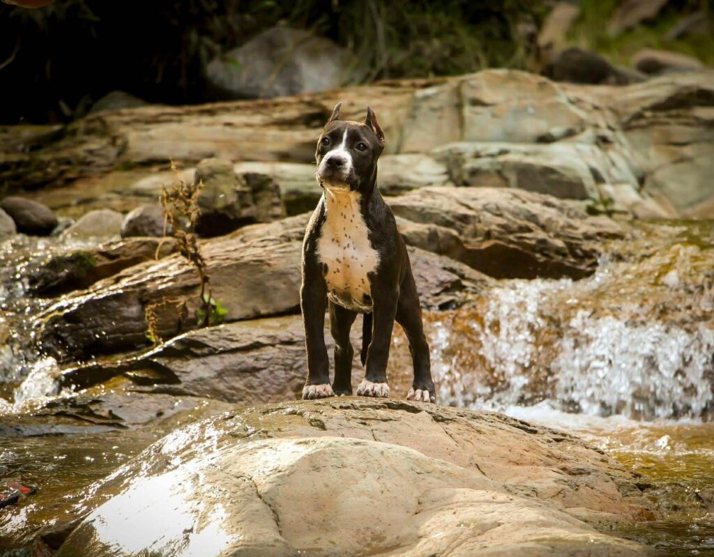 Best pit bull breeder in the usa