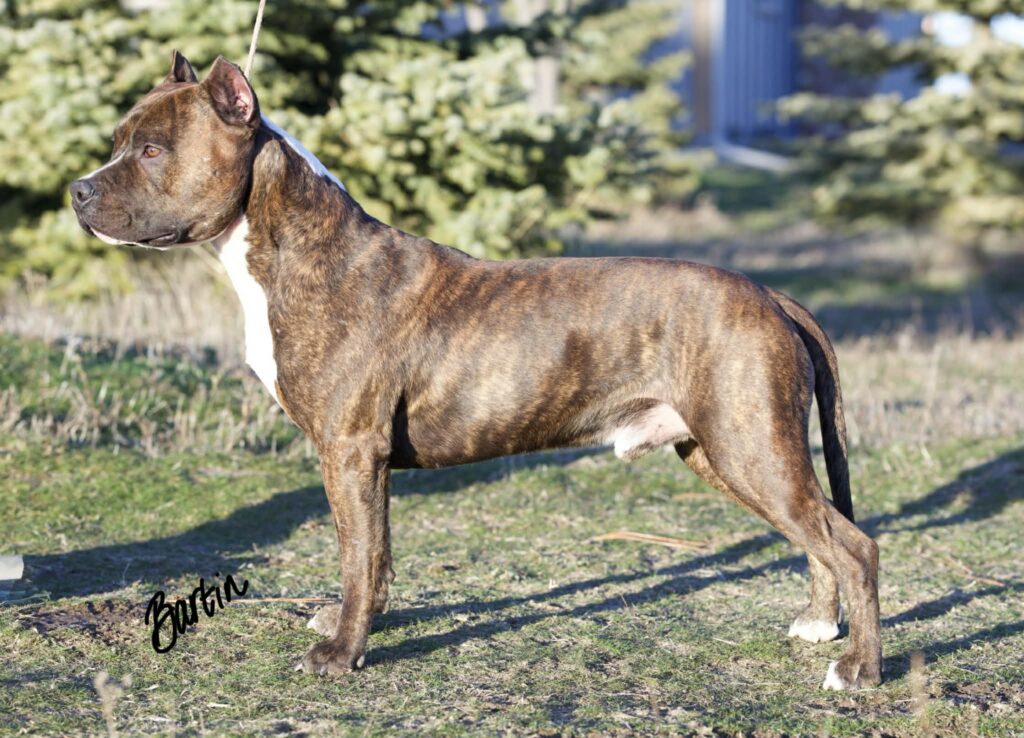top rated american pit bull terrier breeder