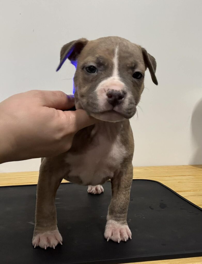 number one american pit bull terrier breeder in the USA