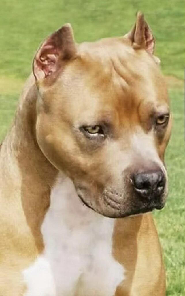 Best pit bull breeder in the usa