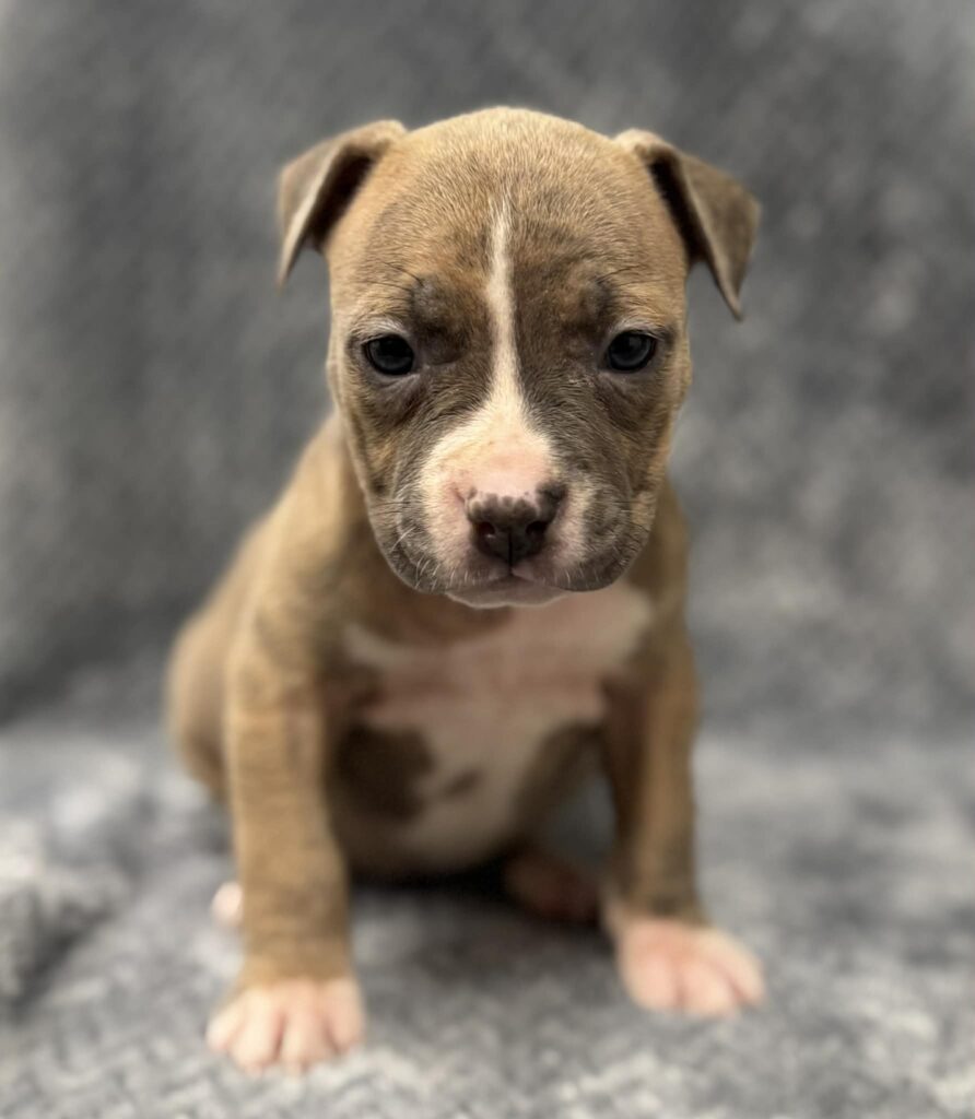 top rated american pit bull terrier breeder