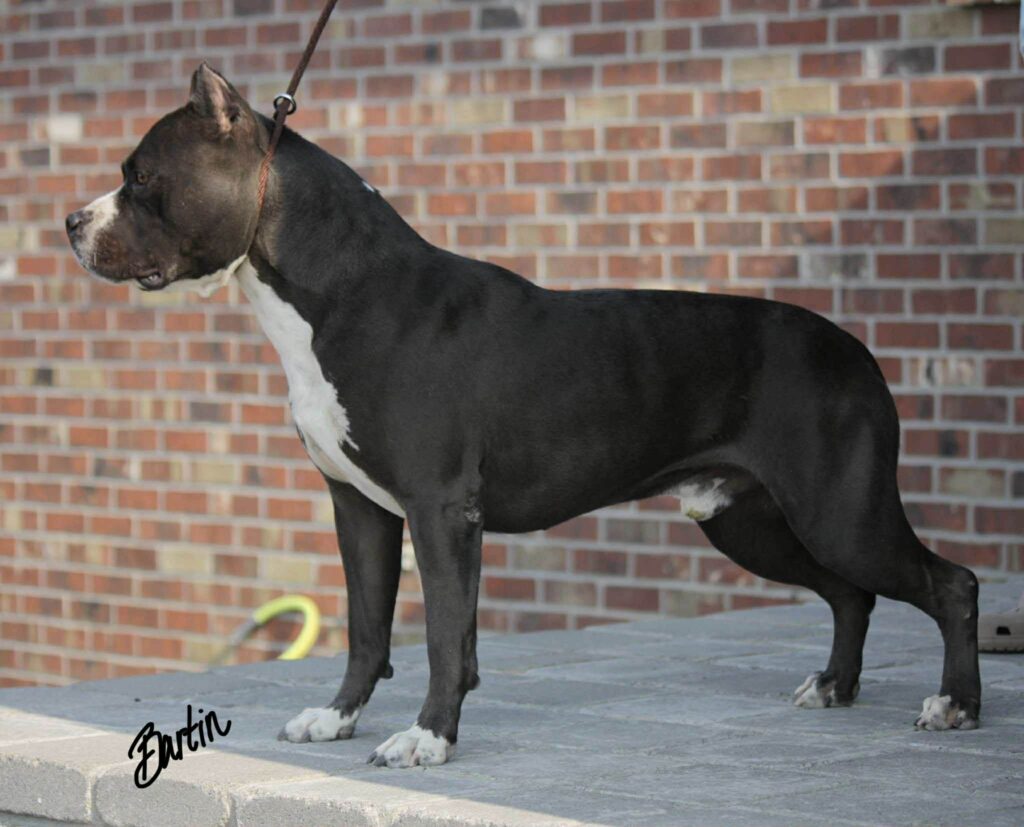 Best pit bull breeder in the usa