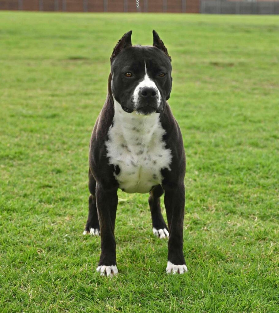 Best pit bull breeder in the usa