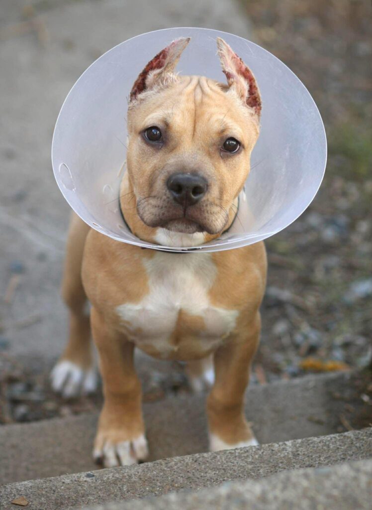 world famous pitbull breeder