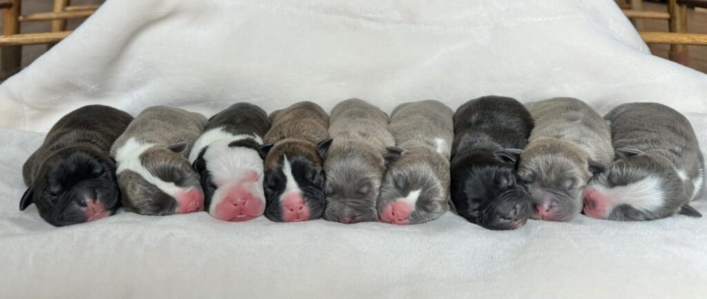 best pit bull breeder