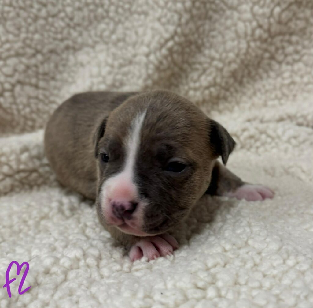 number one american pit bull terrier breeder in the USA