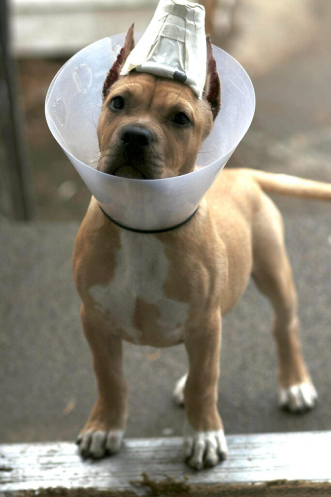 world famous pitbull breeder