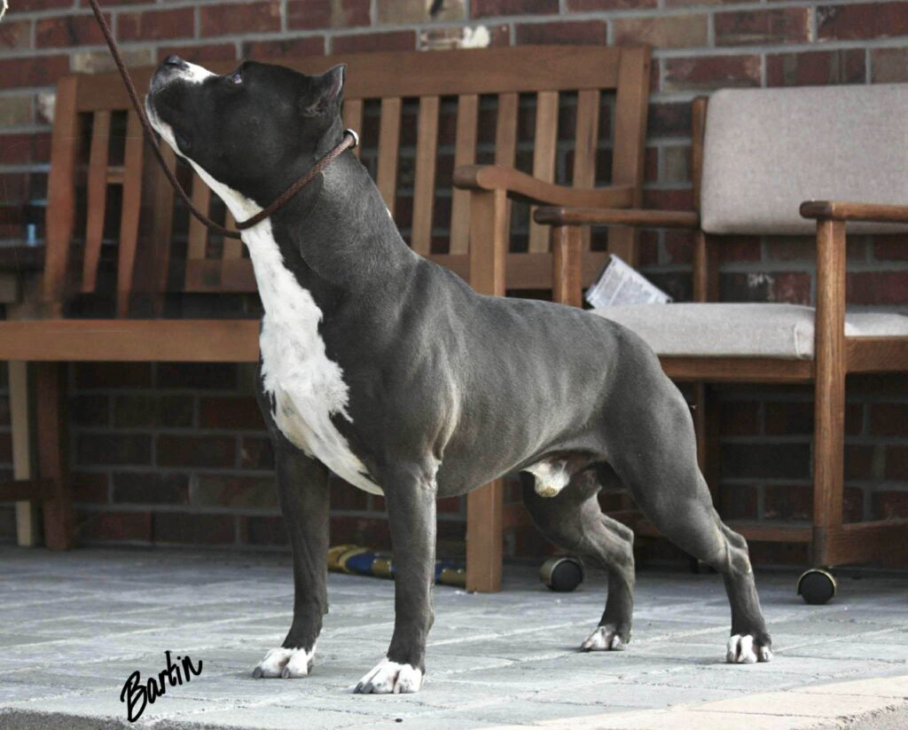 Best pit bull breeder in the usa