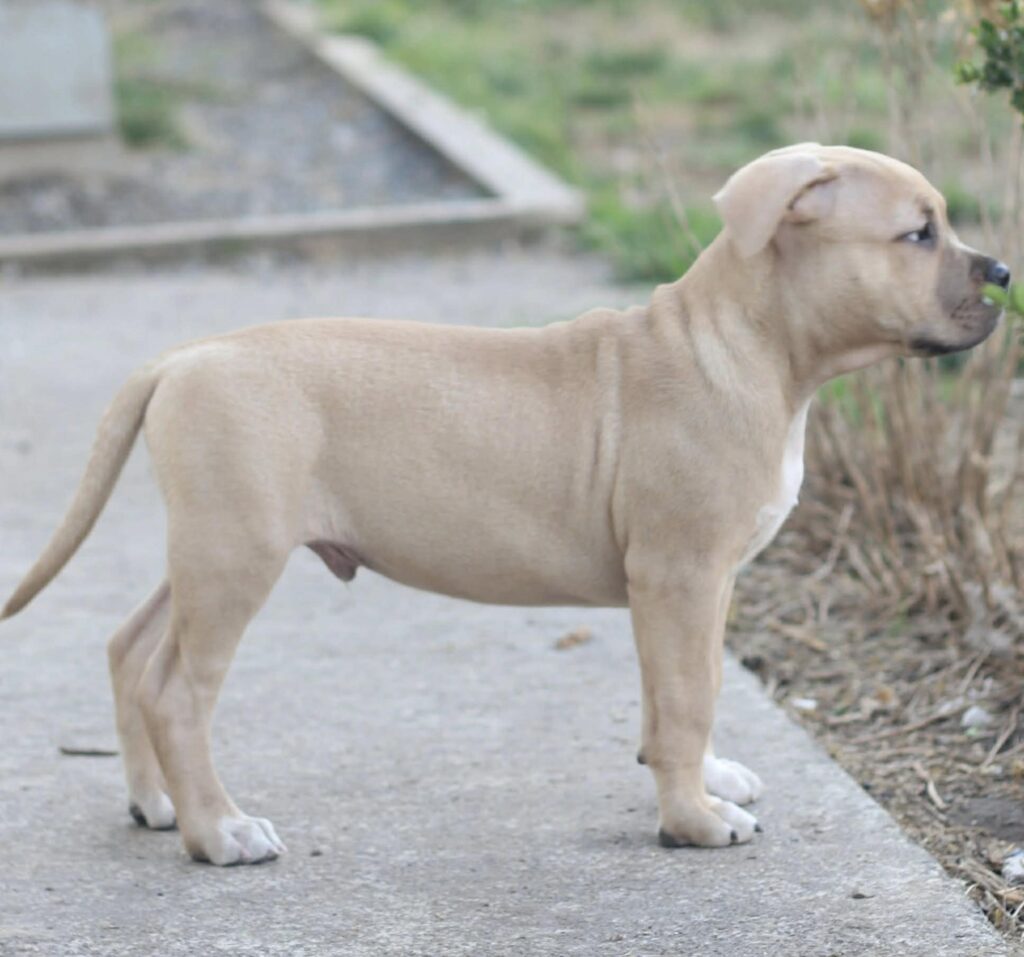 number one american pit bull terrier breeder in the USA