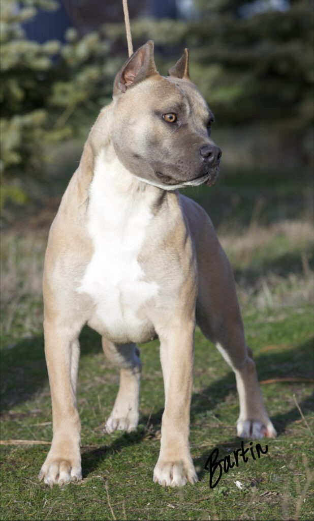 number one american pit bull terrier breeder in the USA