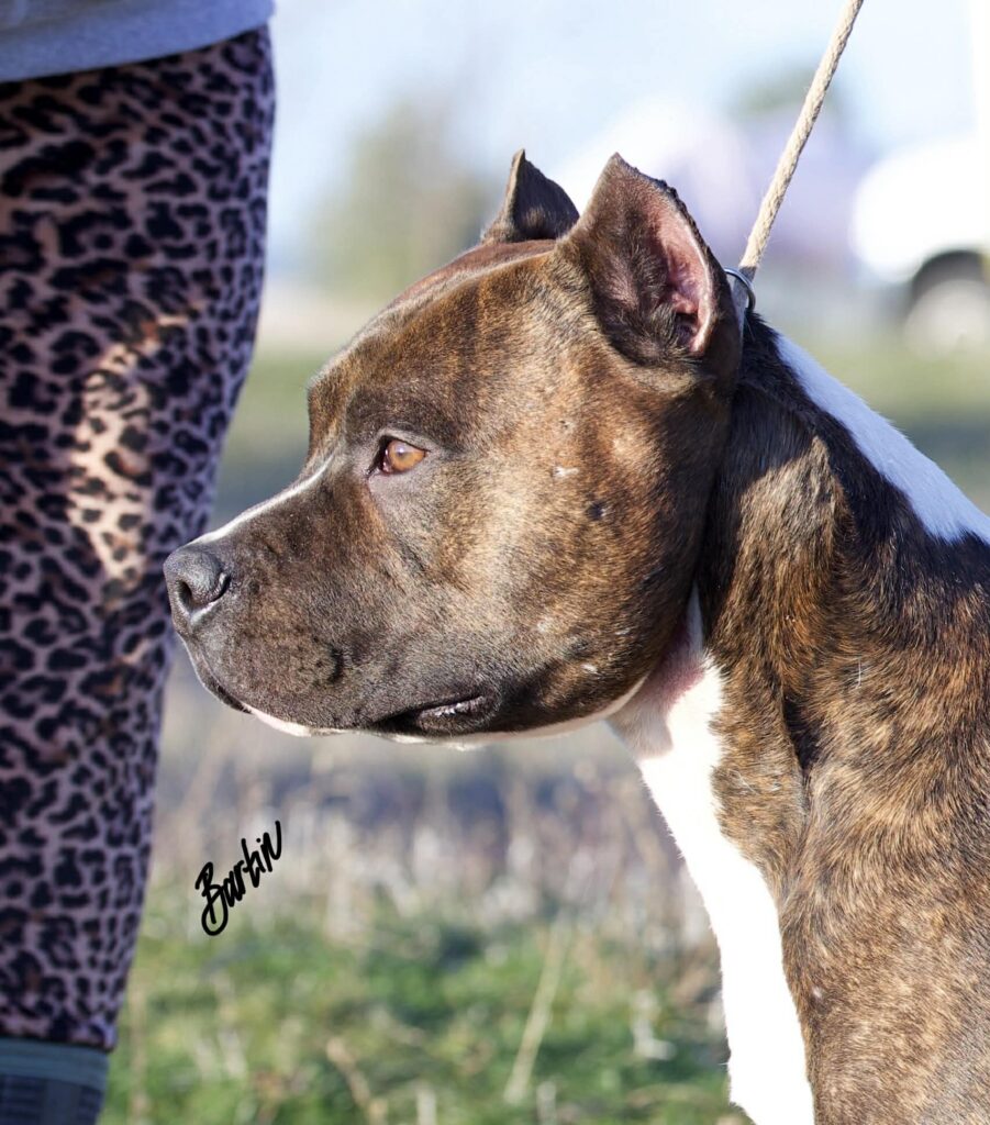 Best pit bull breeder in the usa