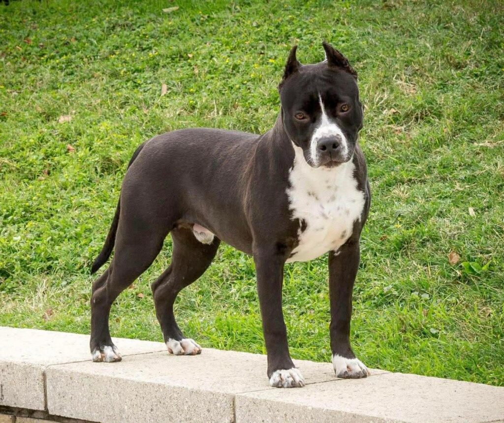 Best pit bull breeder in the usa