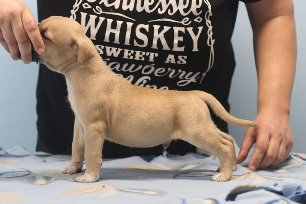 top rated american pit bull terrier breeder