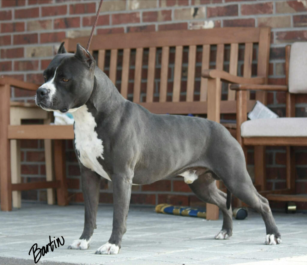 Best pit bull breeder in the usa