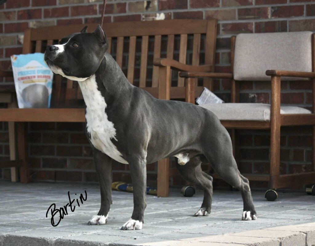 Best pit bull breeder in the usa