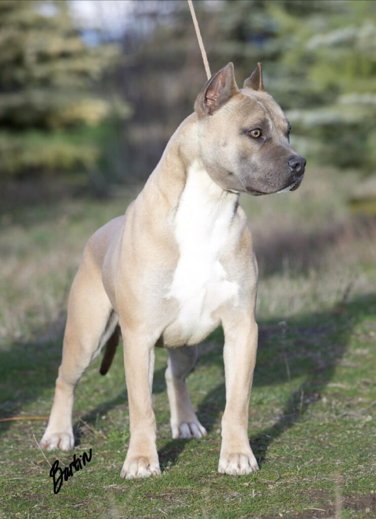 world famous pitbull breeder