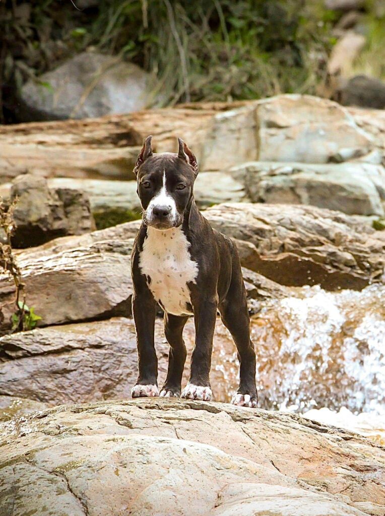 Best pit bull breeder in the usa