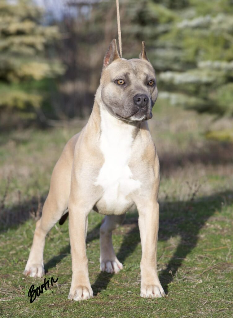 Best pit bull breeder in the usa